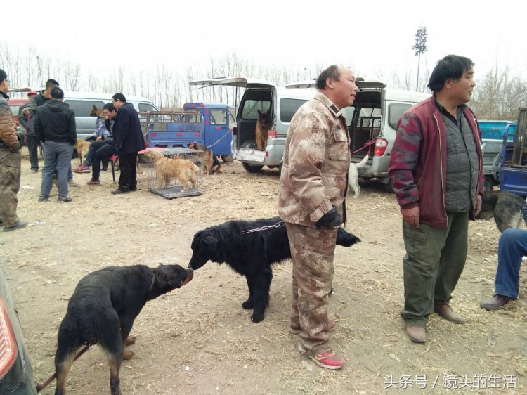 真实拍摄：唐山最大狗狗市场博美600元马犬厌烦奶狗泰迪0元抱