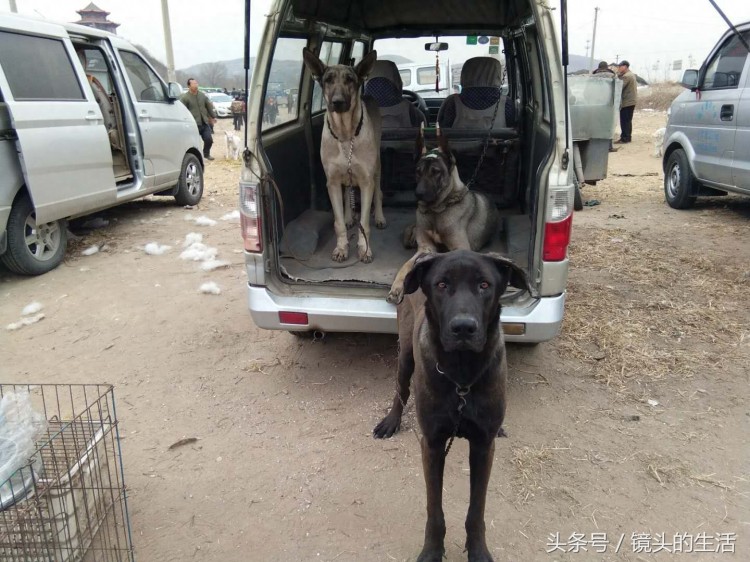 真实拍摄：唐山最大狗狗市场博美600元马犬厌烦奶狗泰迪0元抱