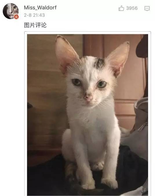 猫猫小时候VS长大后铲屎官们都开始怀疑人生了哈哈哈！