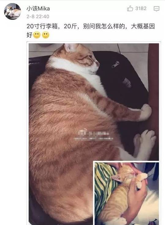 猫猫小时候VS长大后铲屎官们都开始怀疑人生了哈哈哈！