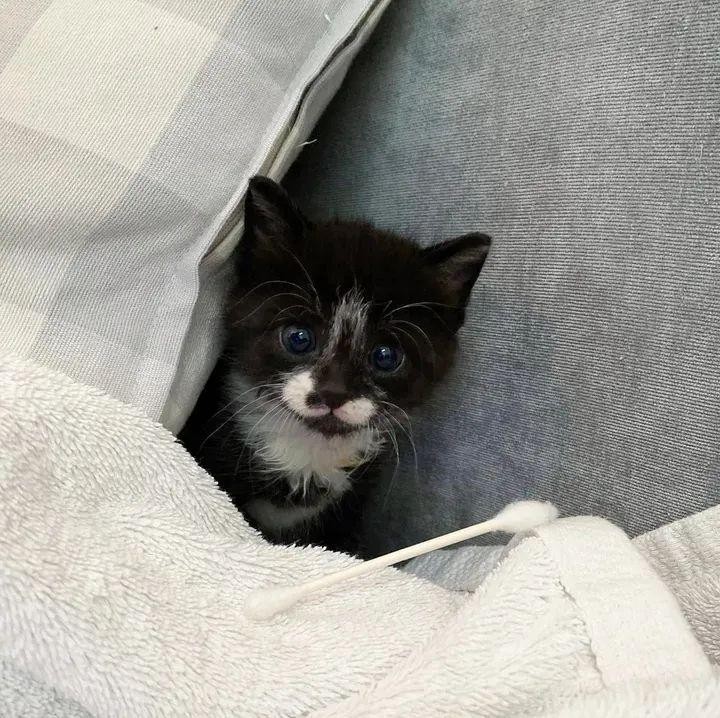 雨天捡到一只小奶猫这颜值真的美哭！