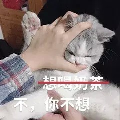 论当代养猫年轻人的消费观