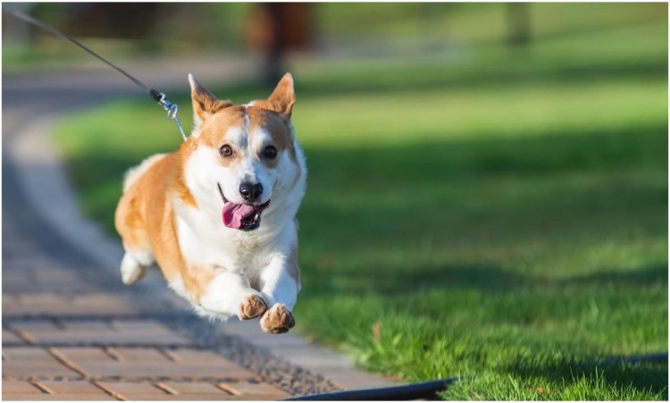 柯基犬一旦有这些举动说明你被嫌弃了它不再喜欢你了