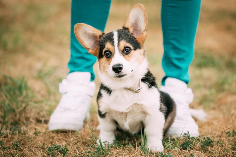 柯基犬一旦有这些举动说明你被嫌弃了它不再喜欢你了