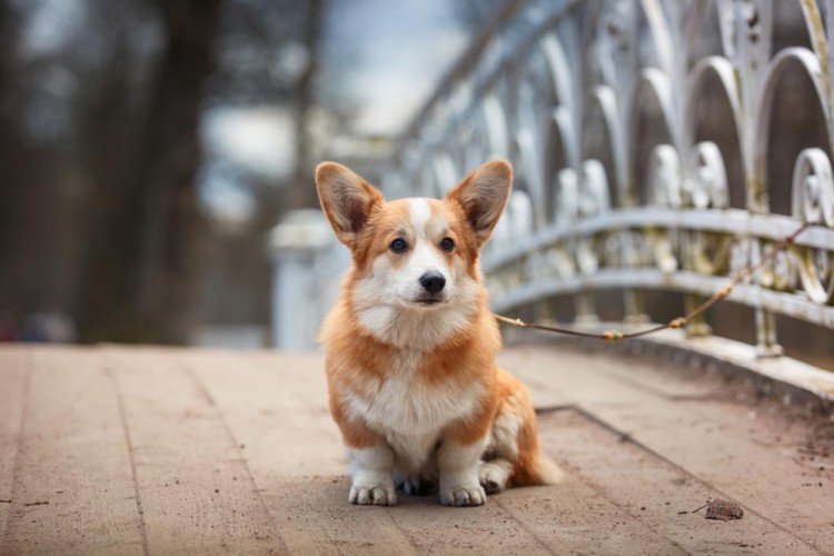 柯基犬一旦有这些举动说明你被嫌弃了它不再喜欢你了