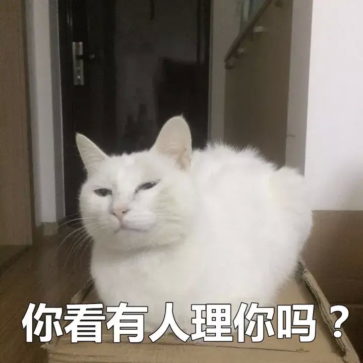 为动保代言的国脚球星一脚踢飞了自己的猫！结局舒适