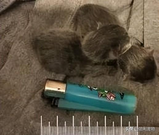 世界上最小猫咪！女子发现家中宠物猫产下两只崽，体型如同打火机