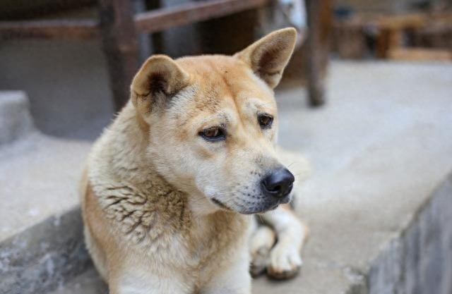 中国常见的5种工作犬真是人类的大英雄！