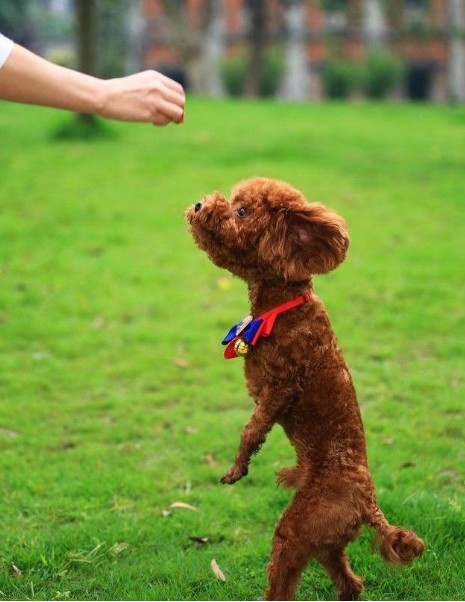 泰迪犬失宠了之前它凭什么如此受欢迎