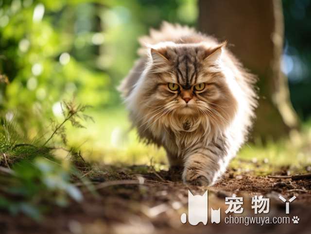 听说宠物传播新冠病毒，他把宠物猫从十几楼扔了下去